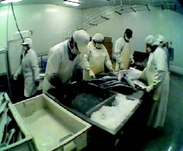 industria salmon (42) ALIMENTACION COMIDA